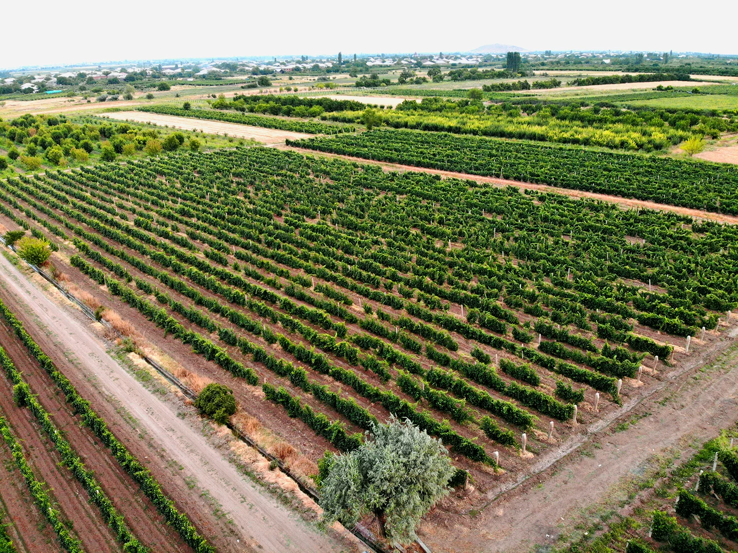 Aerial view of the Aparteny vineyard rows in Bambakashat