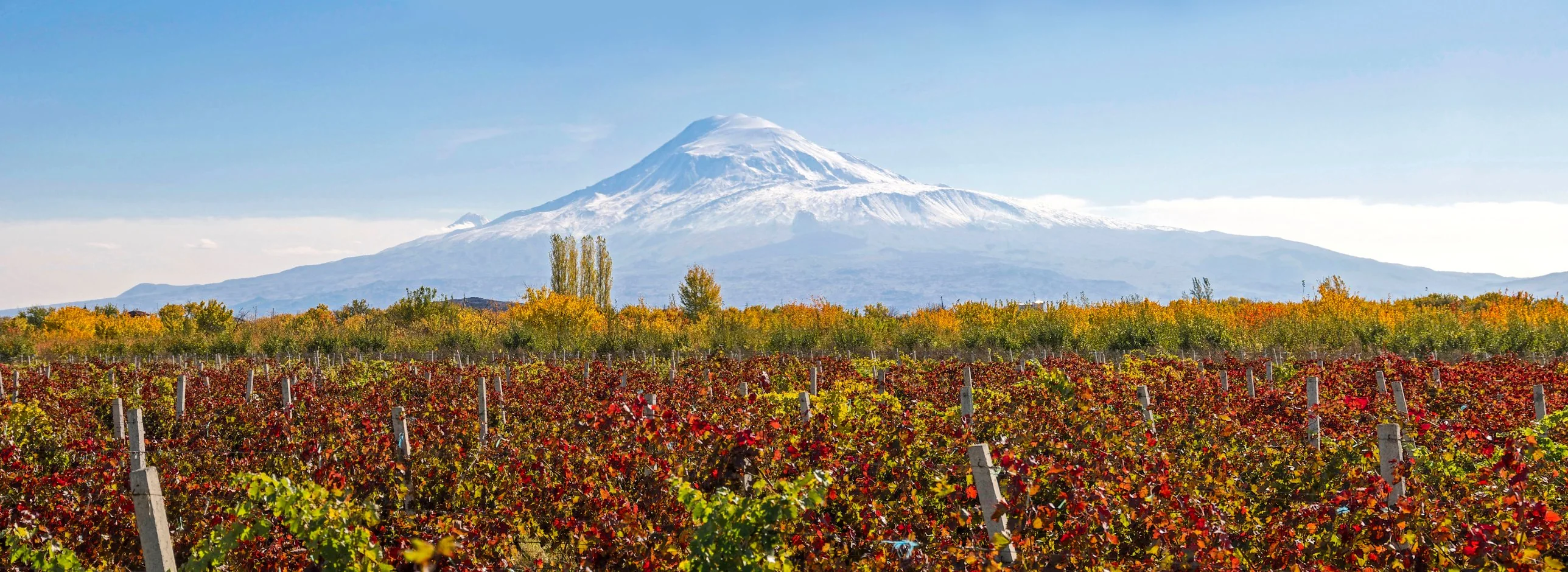 Autumn vineyards on the Ararat plain beneath snow-covered Mount Ararat