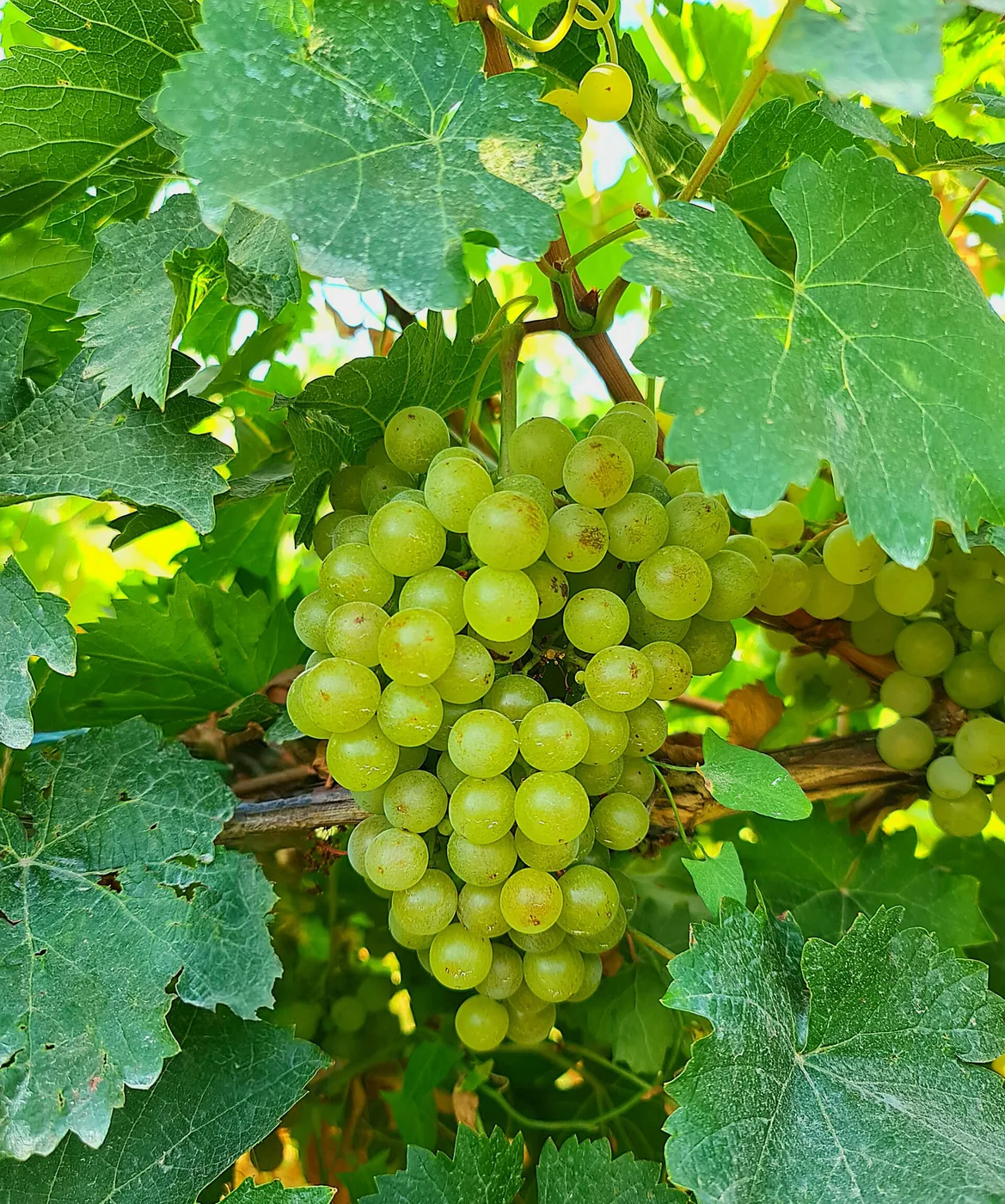 A cluster of Muscat grapes among green leaves